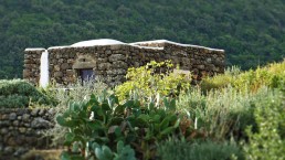 Dammuso - Pantelleria - La viola del pensiero - Coste Ghirlanda