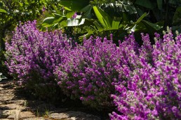 Dammuso - Pantelleria - La viola del pensiero - Coste Ghirlanda