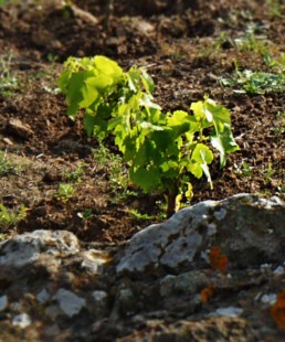 Grenache - Coste Ghirlanda - Pantelleria