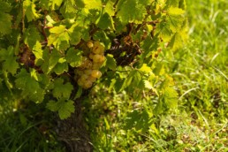 Zibibbo - Coste Ghirlanda - Pantelleria