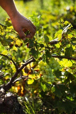 Land - Zibibbo - Pantelleria - Coste Ghirlanda